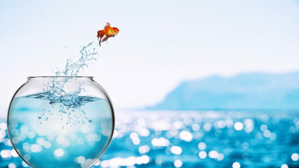 Goldfish leaps out of the aquarium to throw itself into the sea